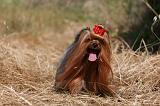 YORKSHIRE TERRIER 487